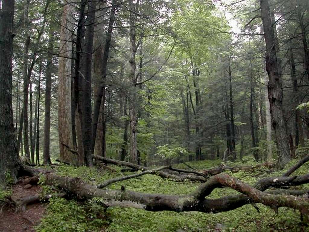 Large Hemlocks, some up to...