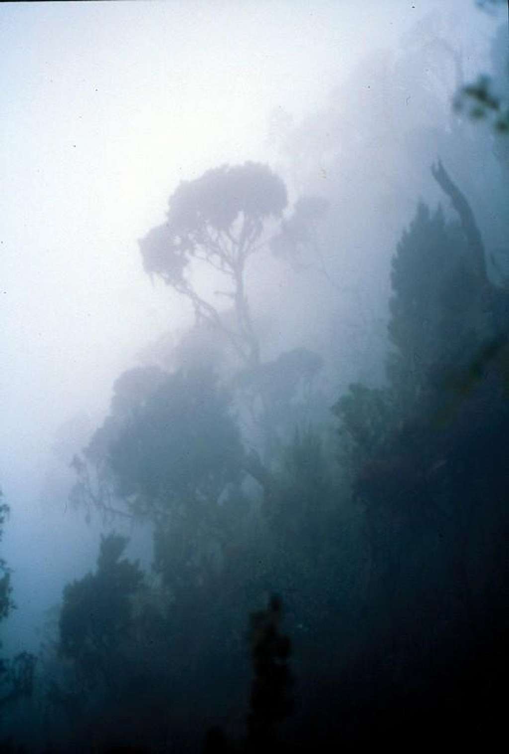 Fog and Trees, Mubuku Valley