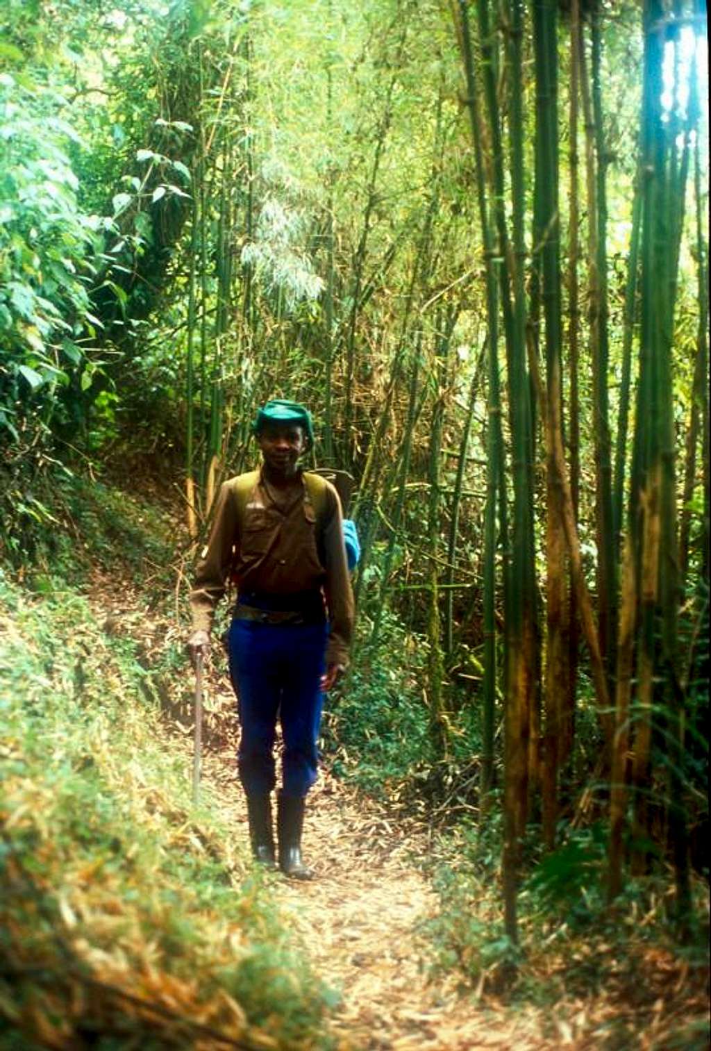 Bamboo, Rwenzori Mountains
