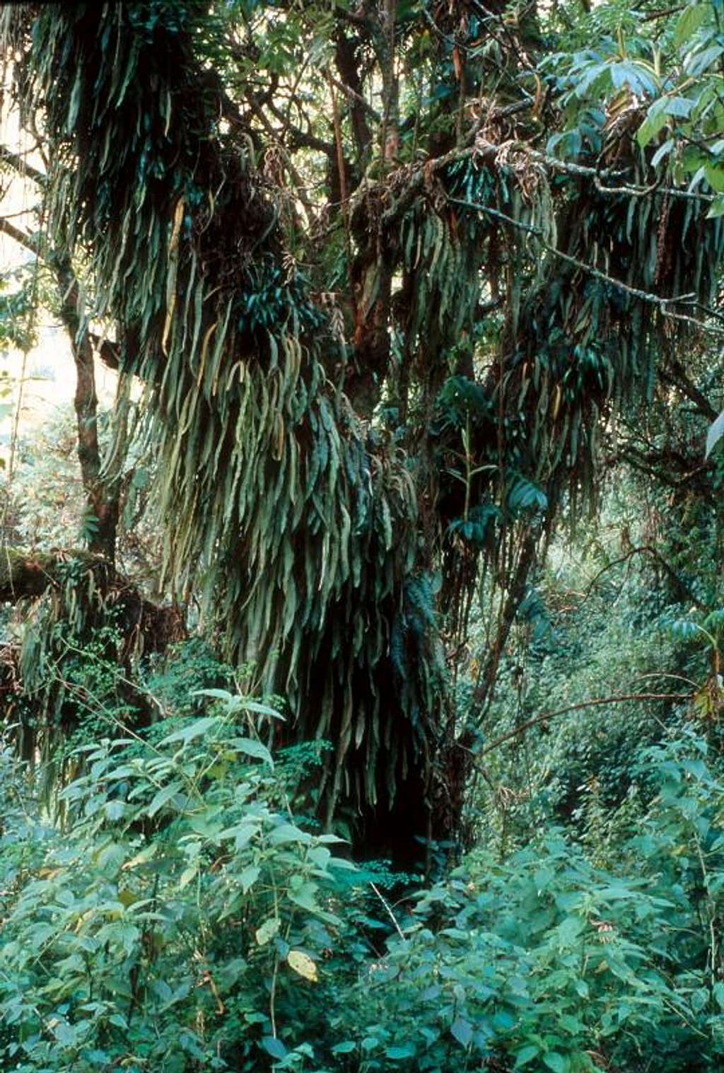 Tree with Ferns, Bujuku Valley