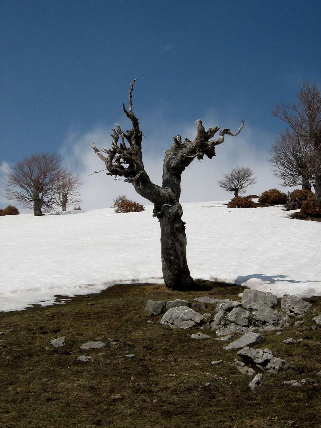 Tree near Lukomir