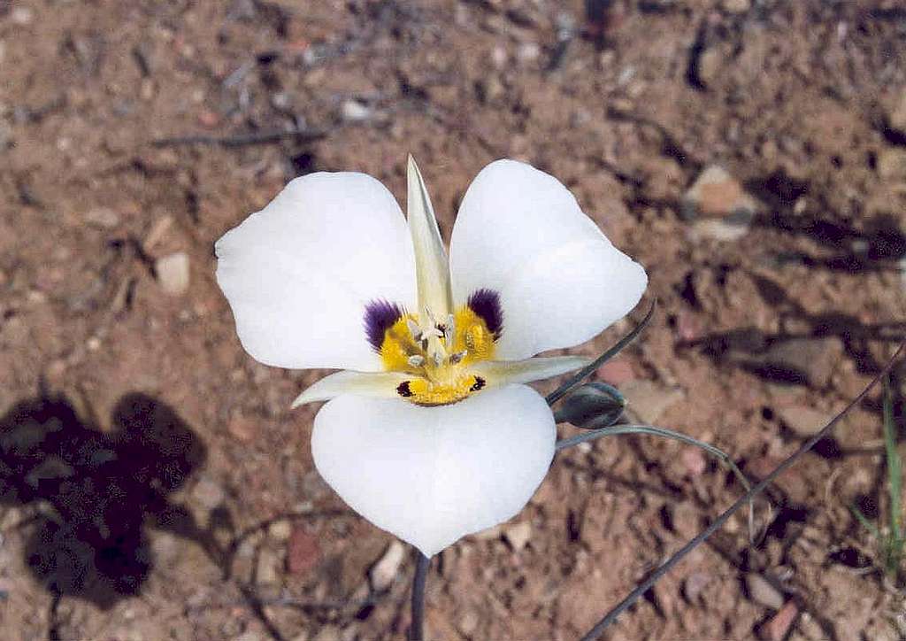 Bruneau Mariposa (Calochortus bruneaunis)