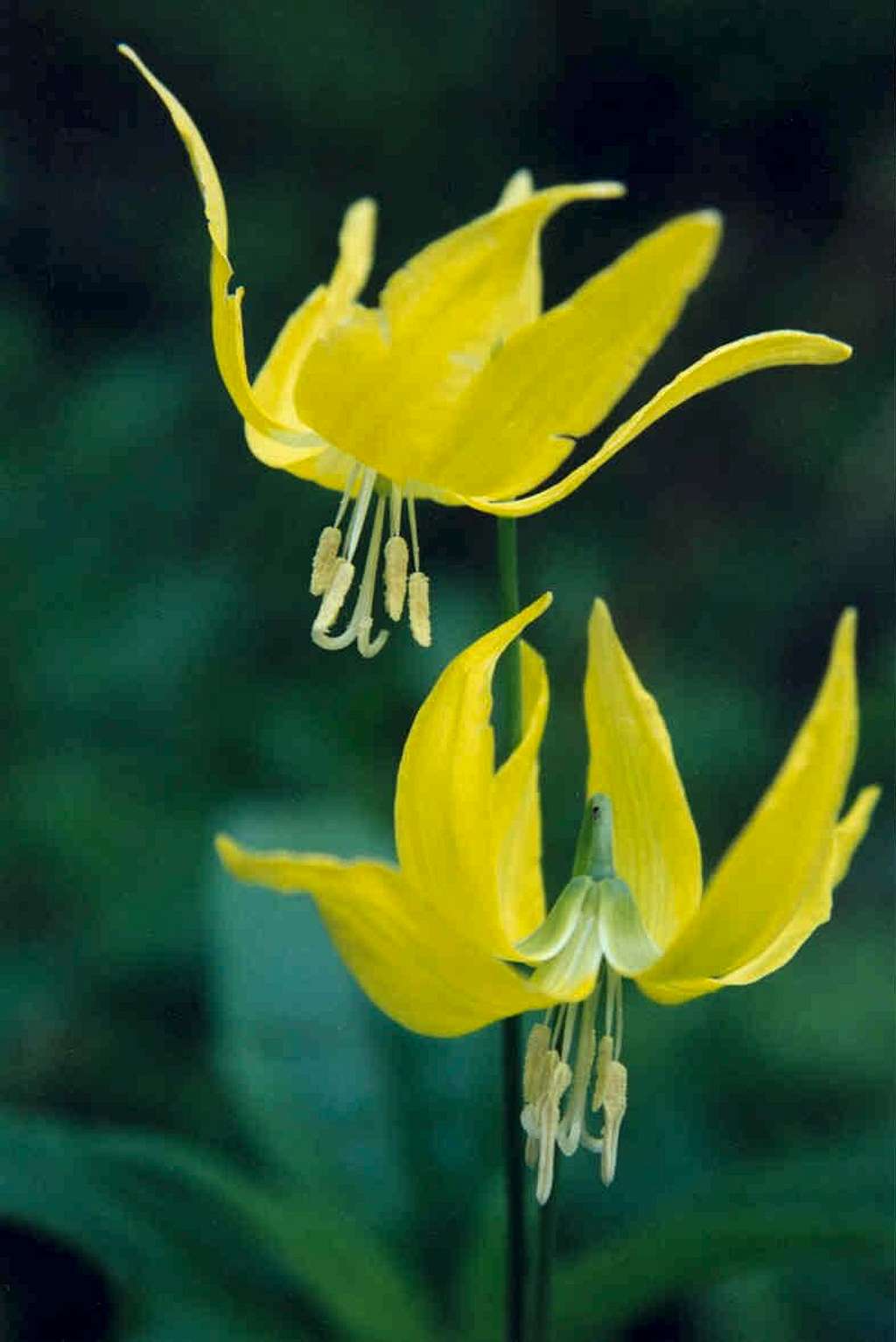 Yellow Fawn-lily (Erythronium grandiflorum)