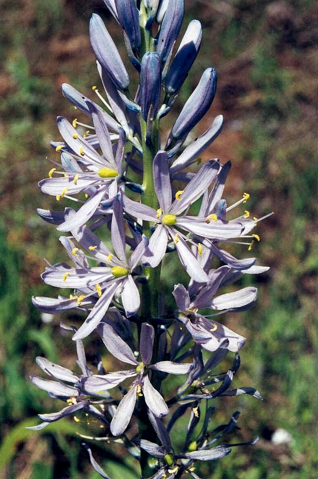 Cusick's Camas (Camassia cusickii)