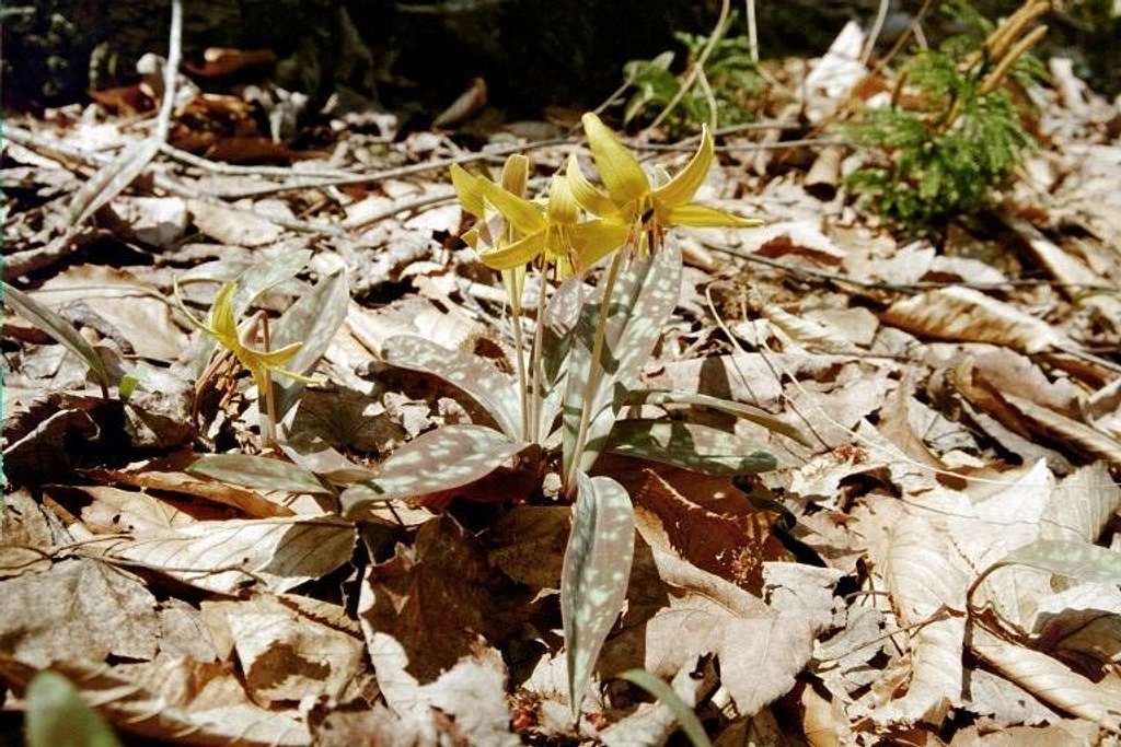 Yellow Trout-lily (Erythronium americanum)