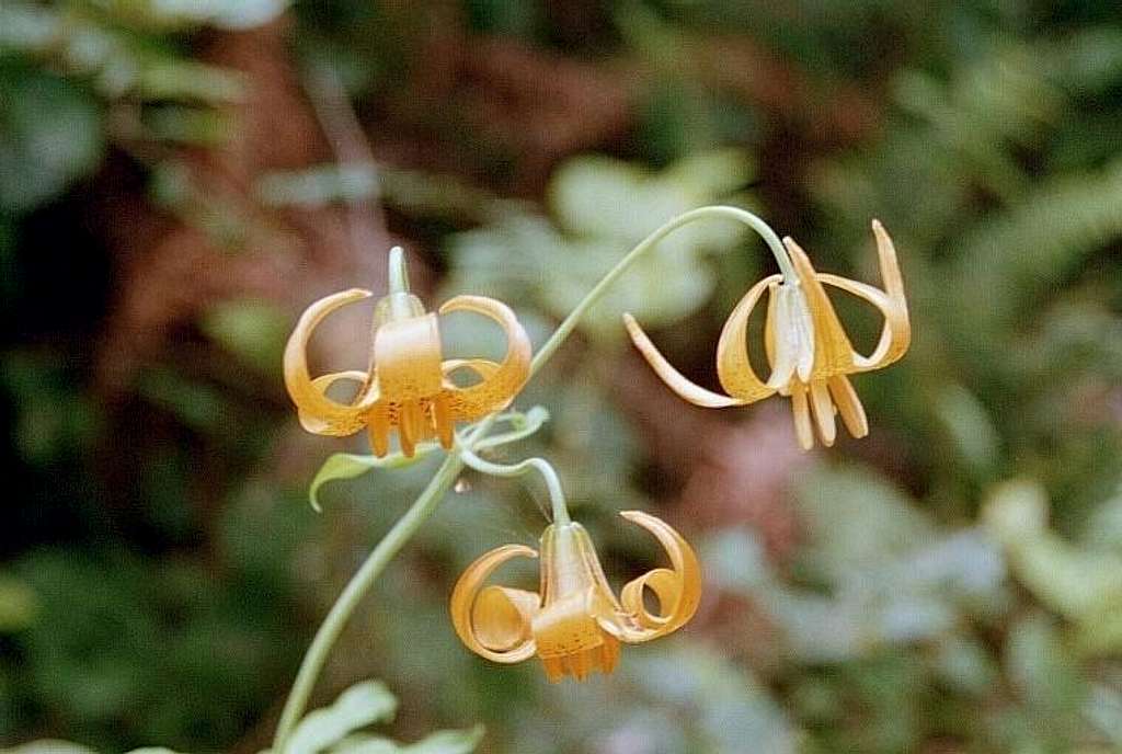 Columbia Lily (Lilium columbianum)