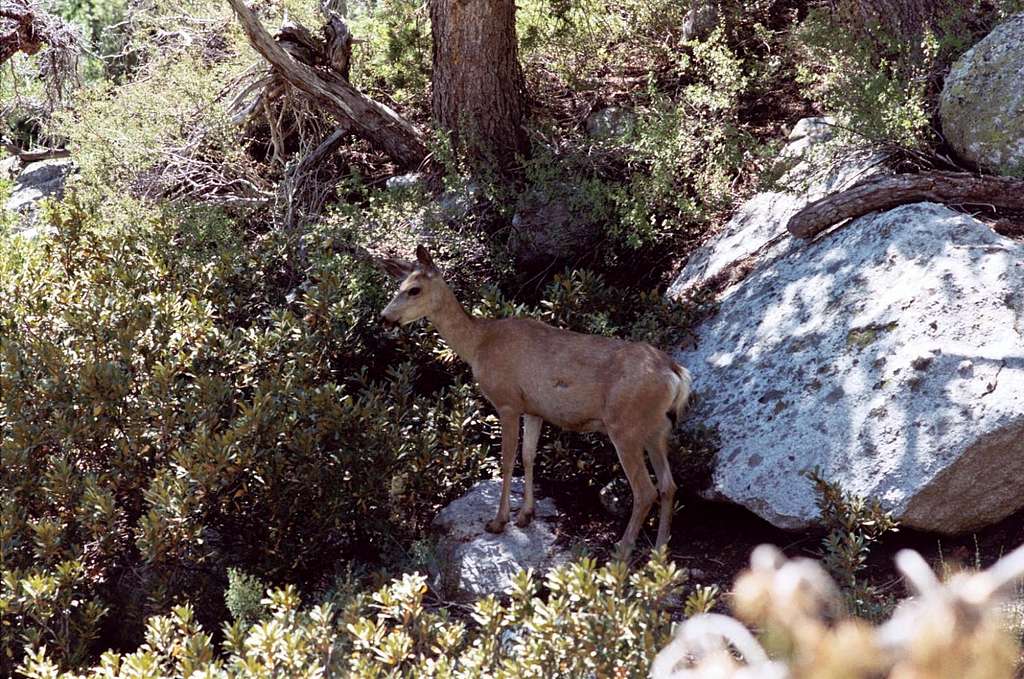 Mamma Deer Having Sunday Brunch by Meysan Creek Trail, Sierra Nevada, Aug. 13, 2006