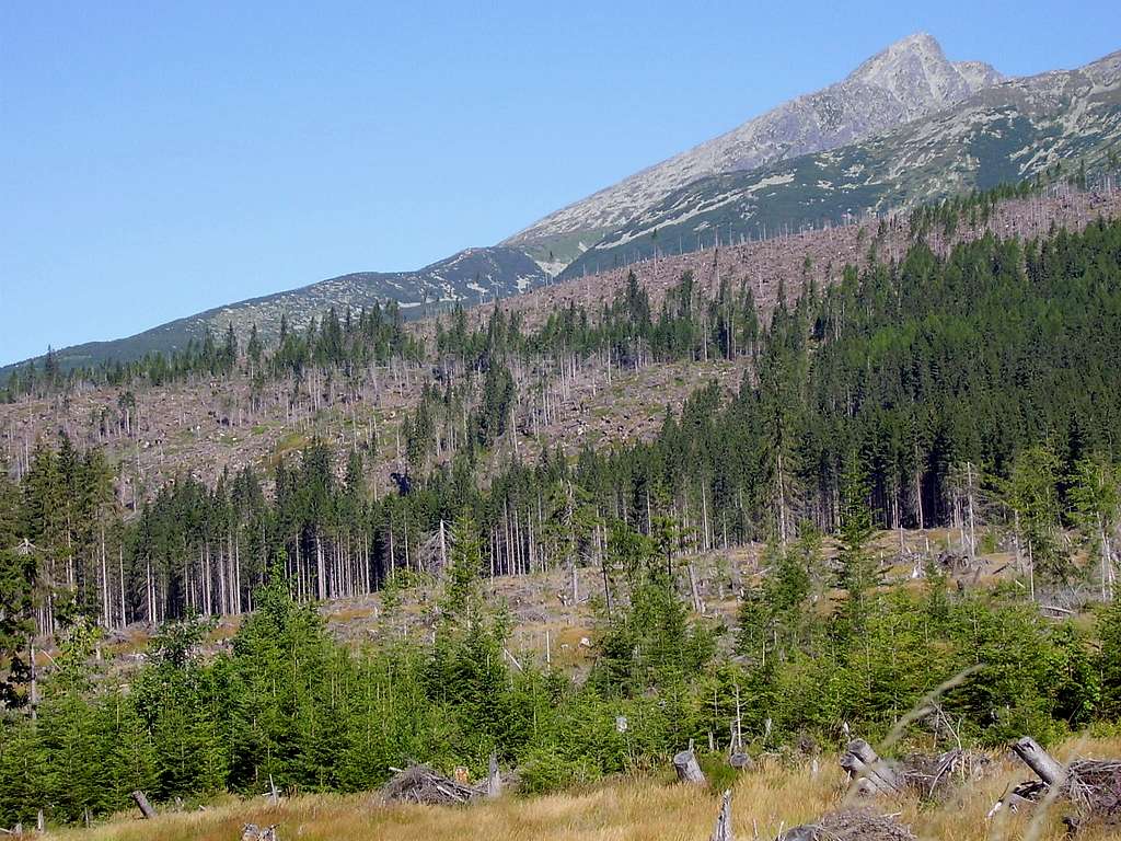 how forest look like under Tatras
