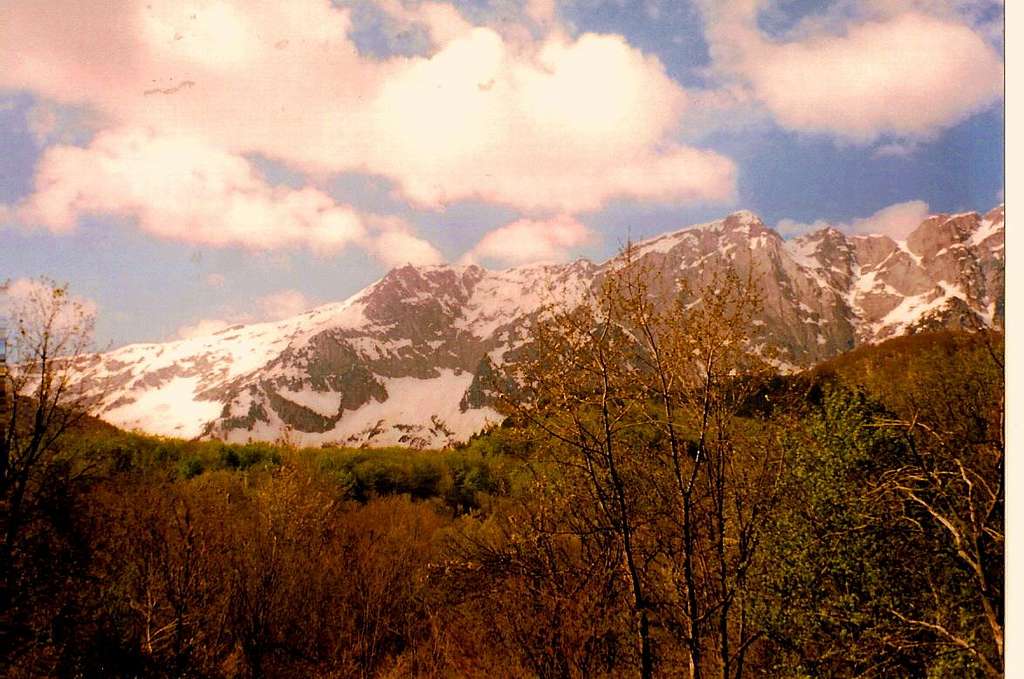 Forest near Magoula spring,below Goura peak(2466m)