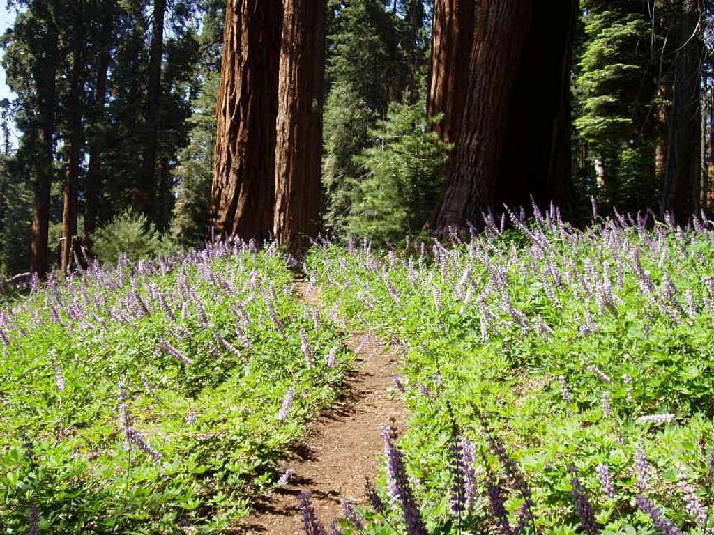Lupine and Giant Sequoias