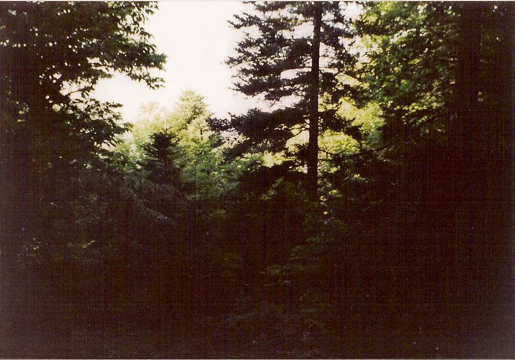 thick fir forest near Elatias