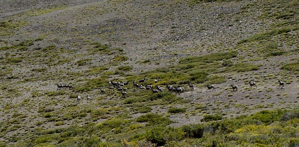 35 bighorns run across the meadows