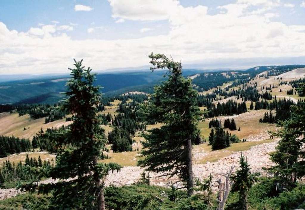 Trees above Lake Marie