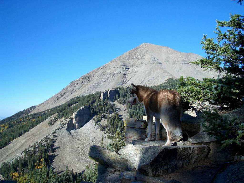 Dog or Wolf?