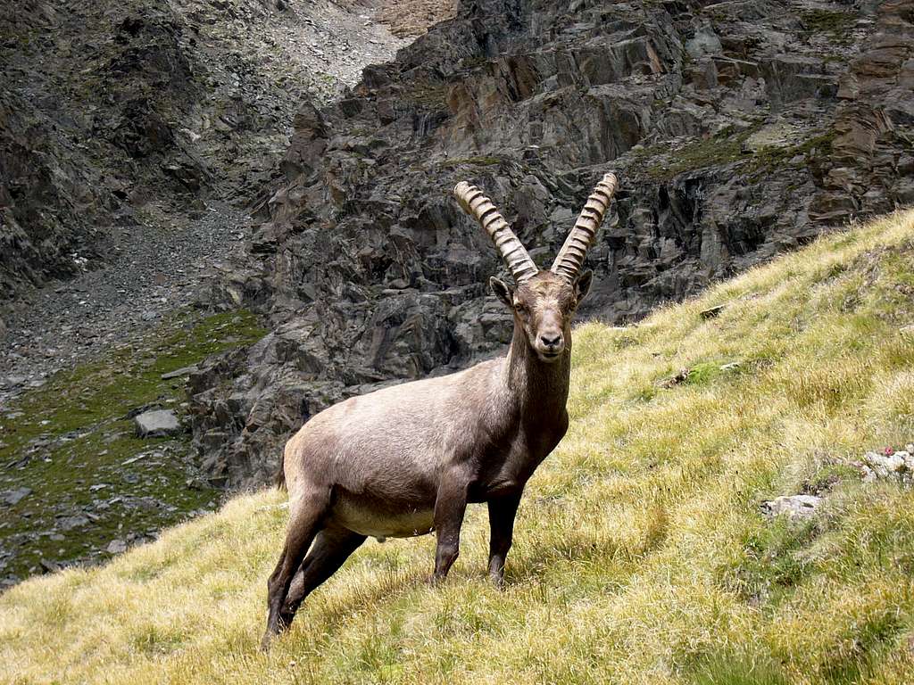 Steinbock in the Gran Paradiso Park