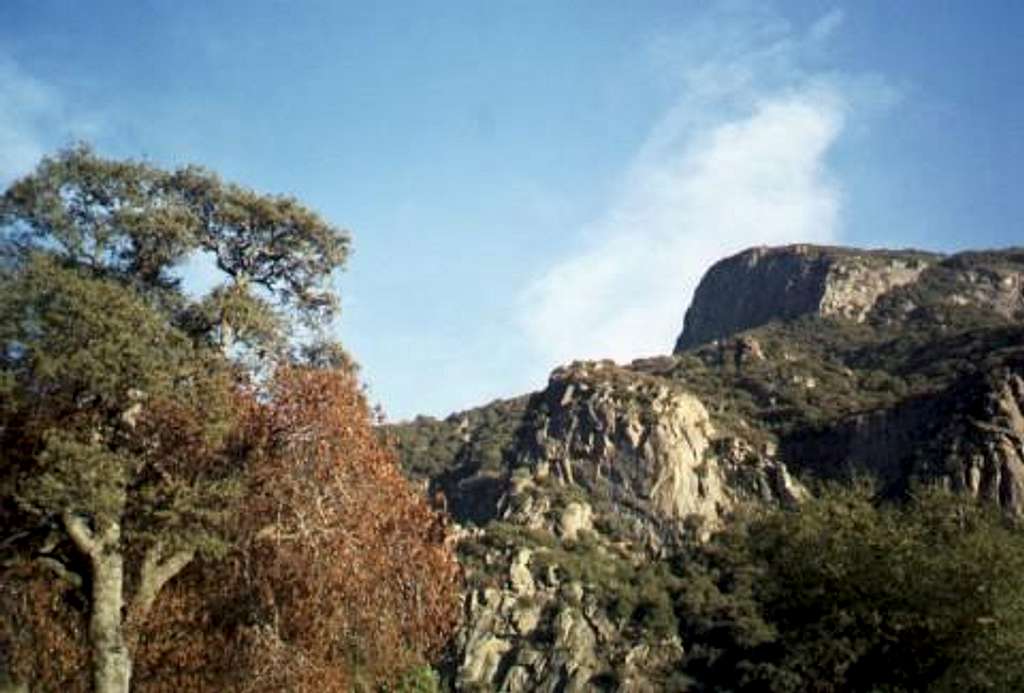 Buckeye and Oak in the Tule Canyon