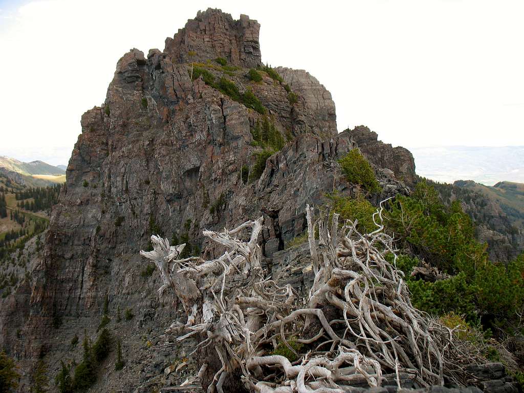 Dead Bush/Tree below West Summit