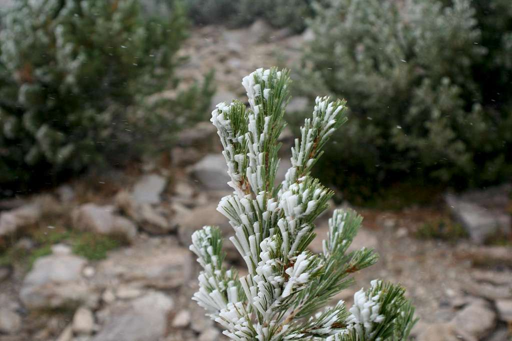 Rime and snow flurries in August