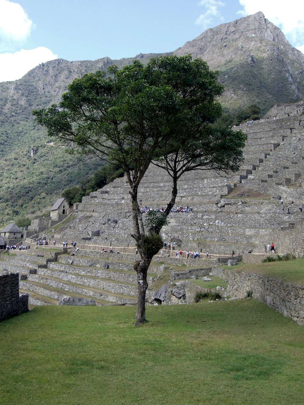 Best tree in the world, Machu Picchu 2006