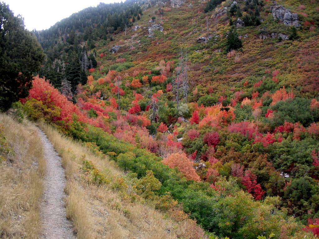 Fall colors on Y Mountain trail