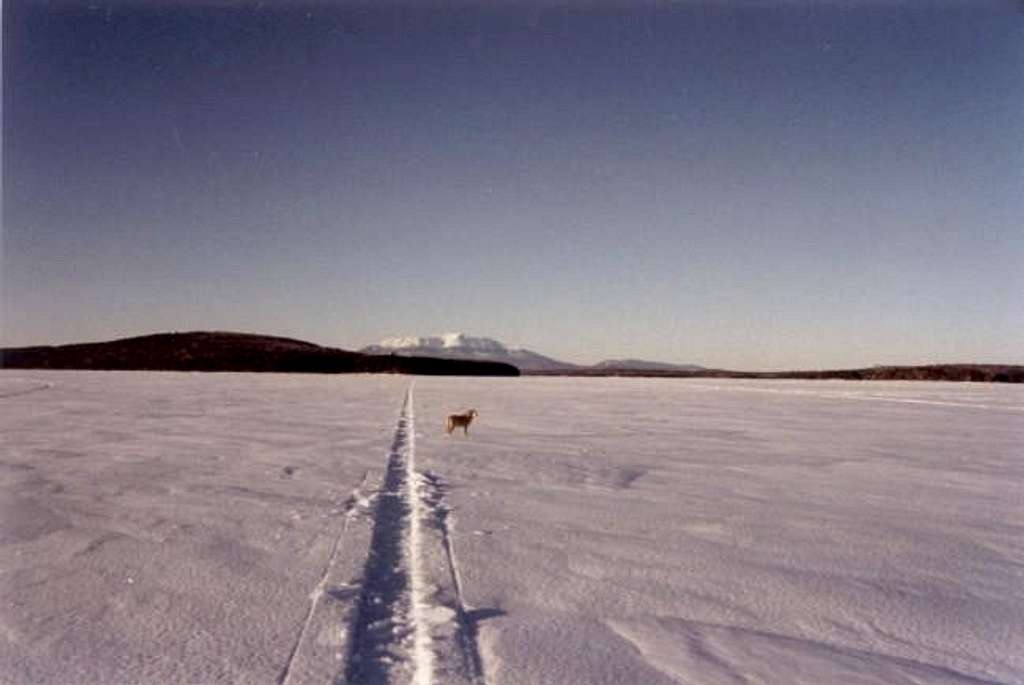 Katahdin and Fido from the...