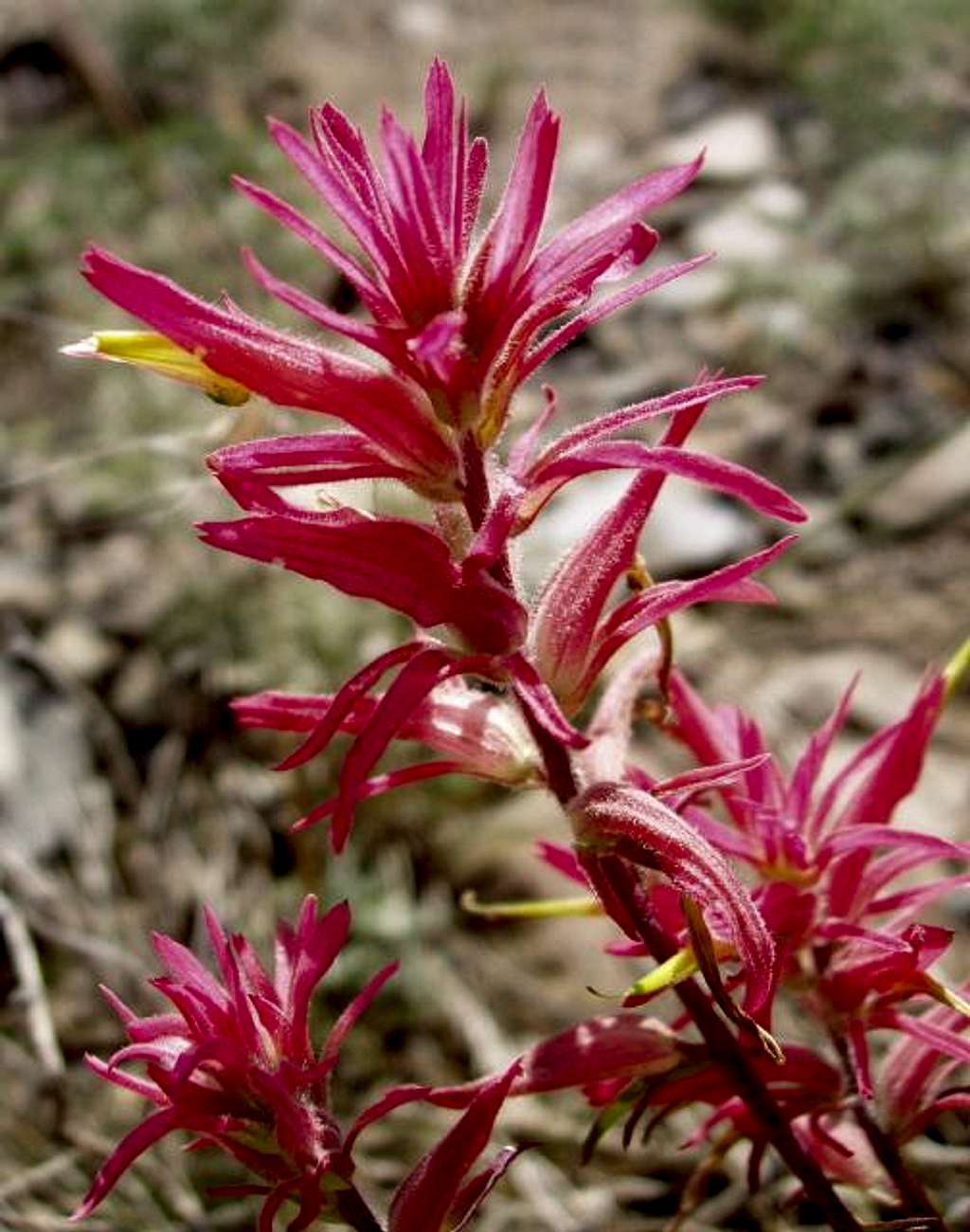 Paintbrush in the White Mountains