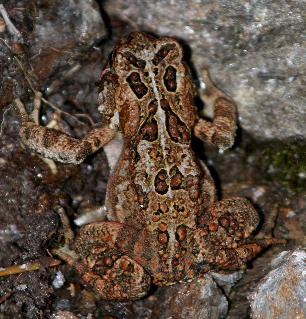 Toad at Treeline