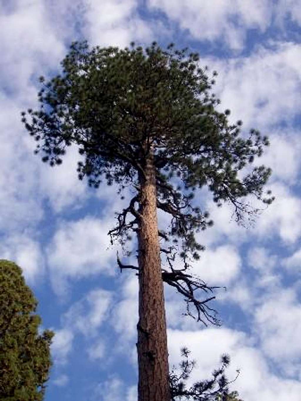 Ponderosa in the Clouds