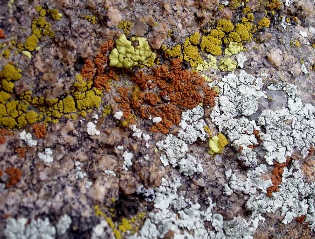 Desert Lichen