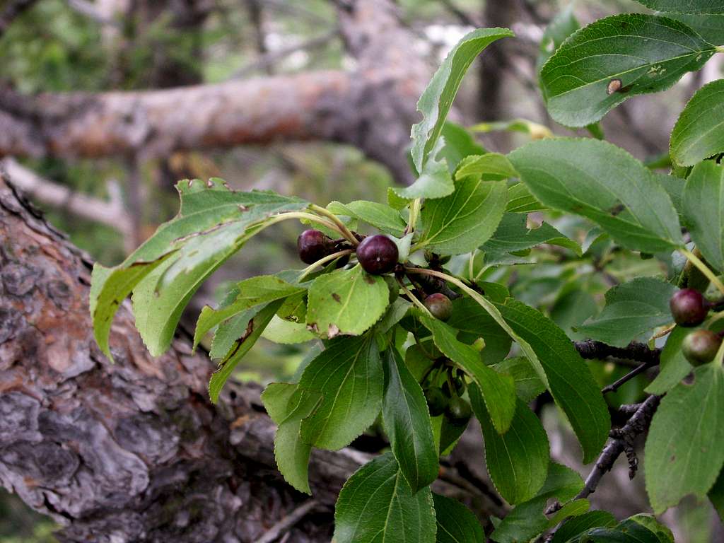 A buckthorn .....