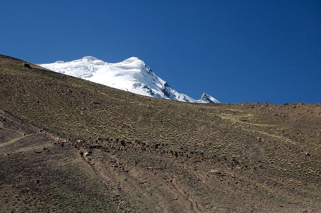 Goats above 3500m camp with Yazghil Sar rising above
