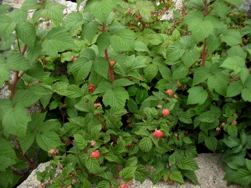 Mountain Rasberries