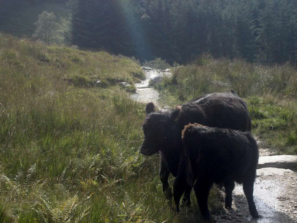 Cows on the path