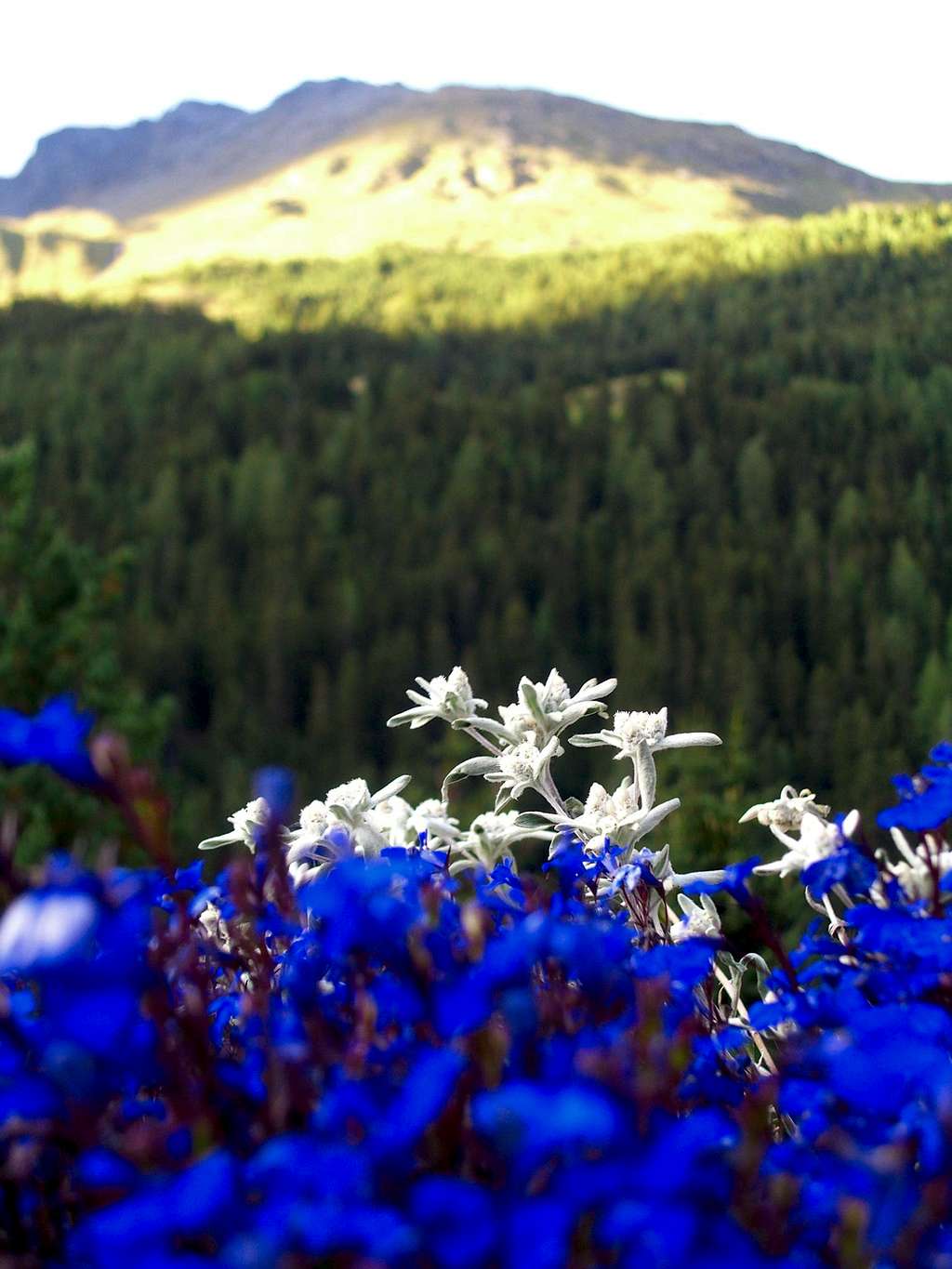 Flowers and Cime Dei Forni