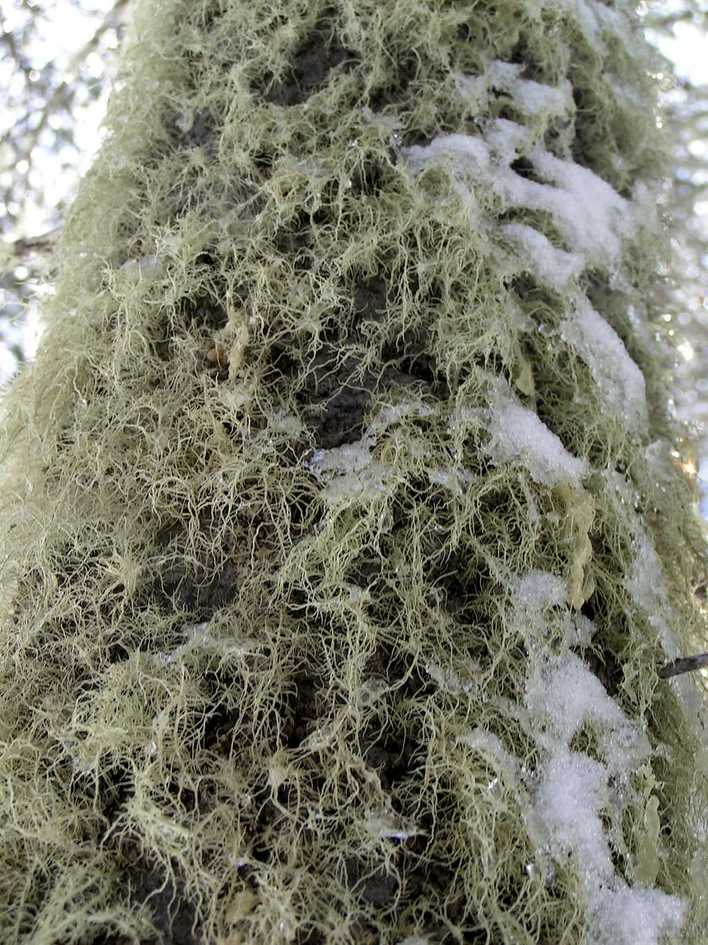 Wooly Mammoth Moss on a Mesa Tree