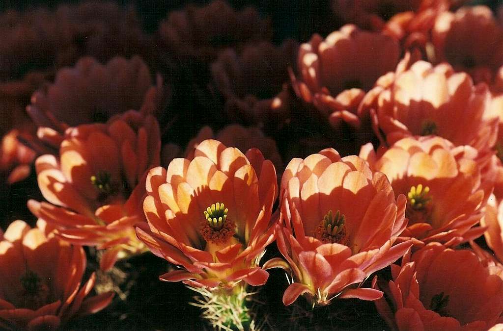Claret Cup Cactus with 100+ Blooms