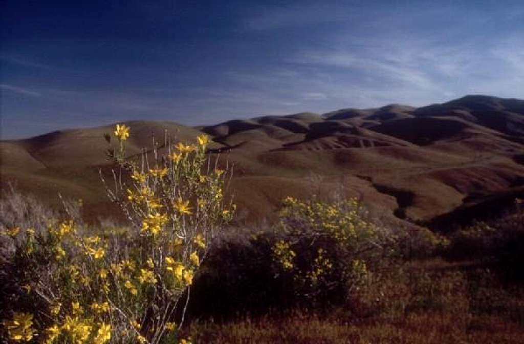 Brown hills and yellow flowers