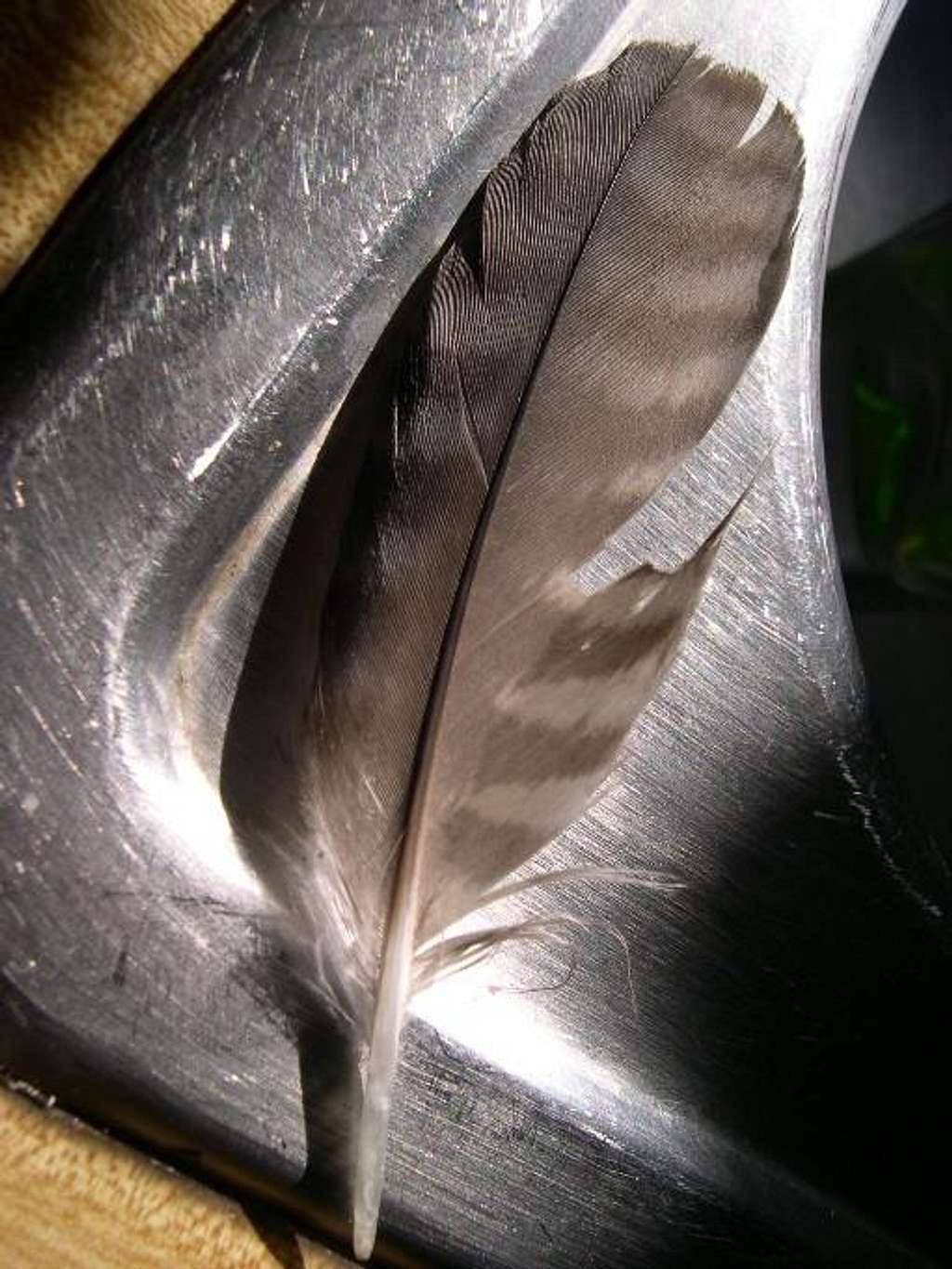 Peregrine Feather from the South Face 9-23-06