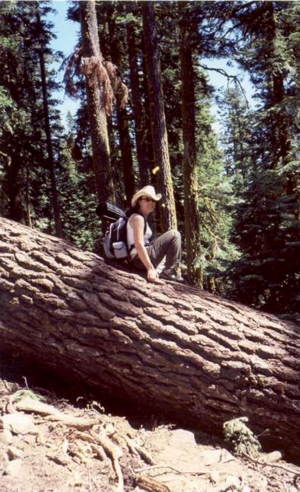 Large tree (diameter ~5 ft.)...