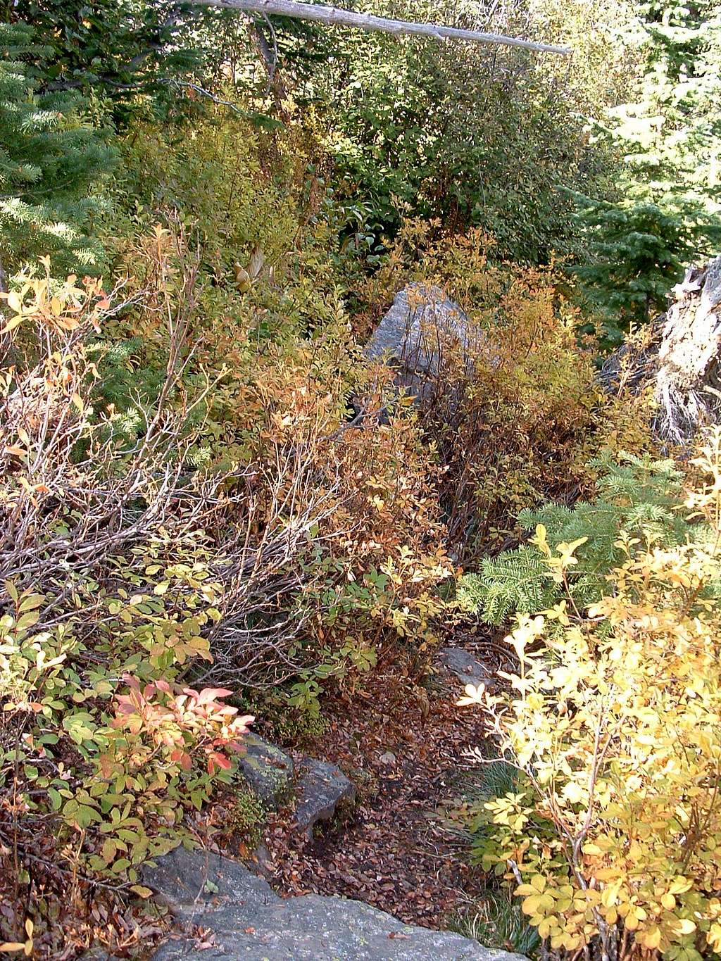 Trail Through Brush