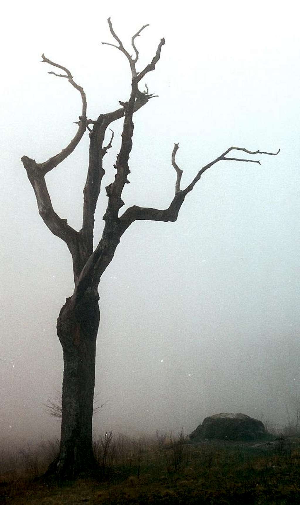 Dead Tree and Fog