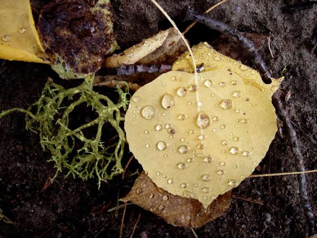 Wolf Lichen and an Aspen Leaf