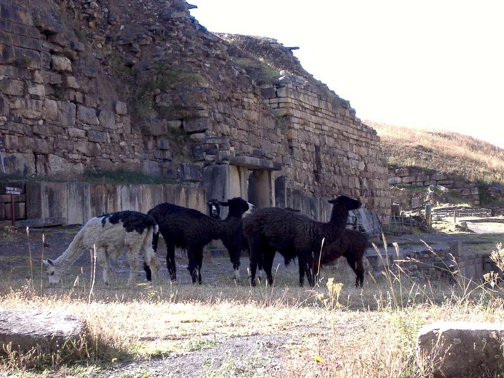 Chavin Ruins, Alpaca
