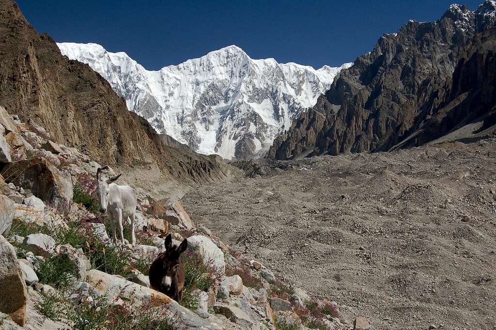 Bularung Sar (7200m) from the west side of the Kunyang Glacier
