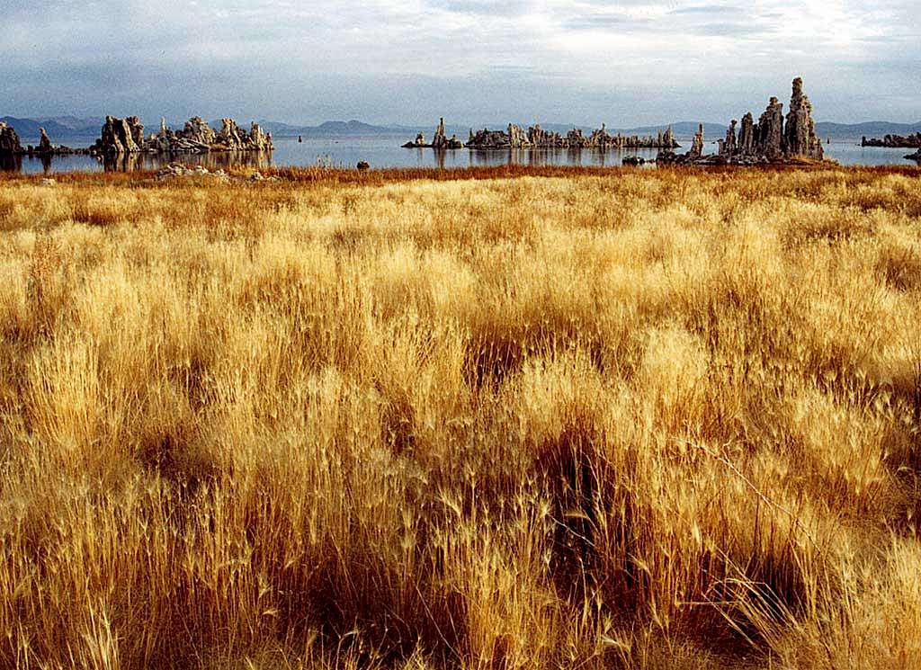 Dry Grasses at Mono Lake
