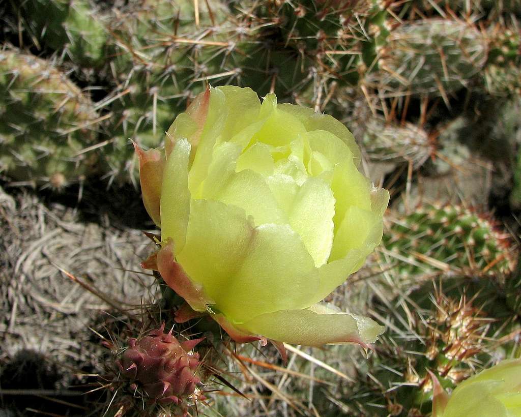Bloomin' Cactus - White Butte, ND