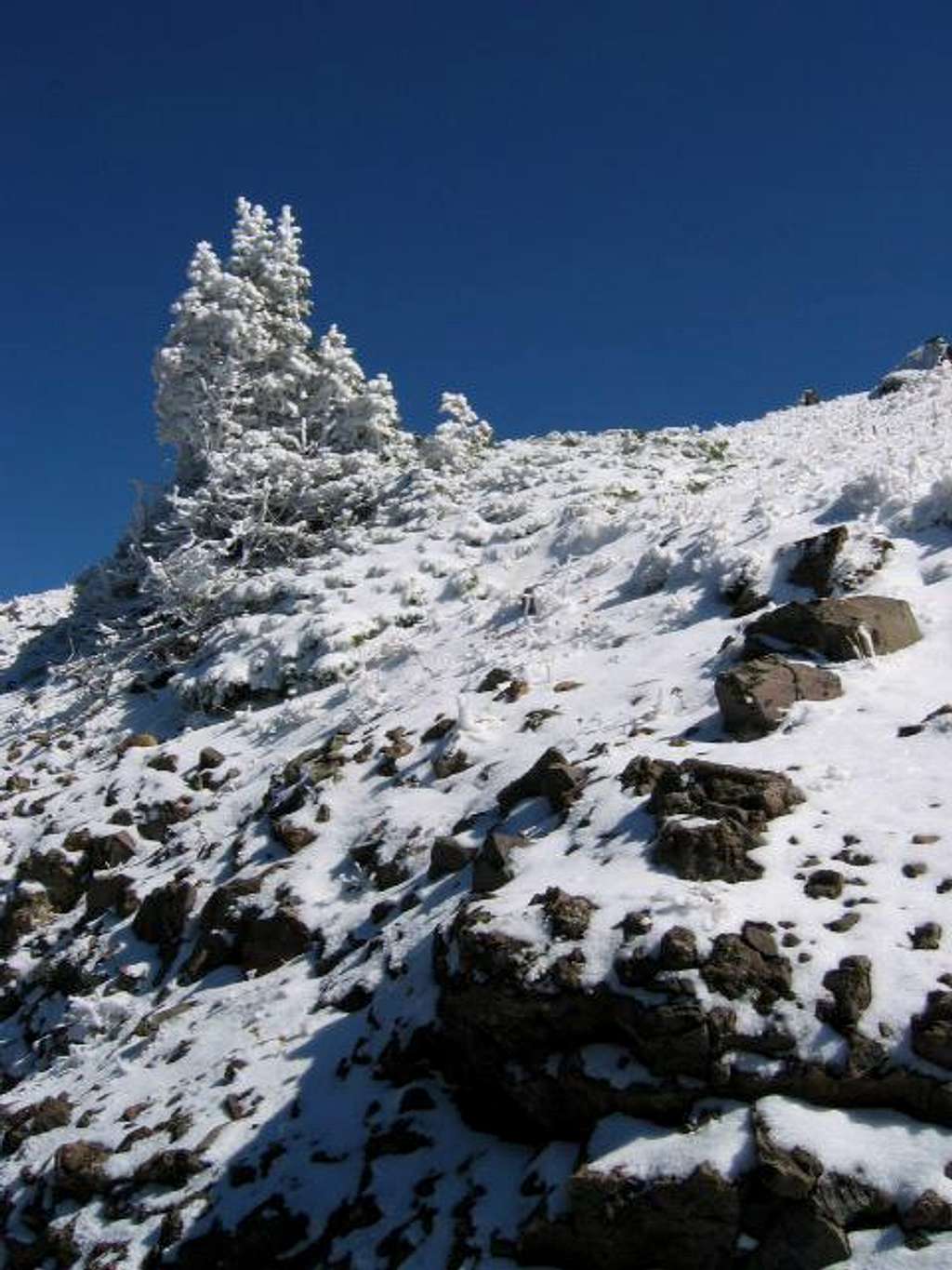 Pines on Mt. Washburn