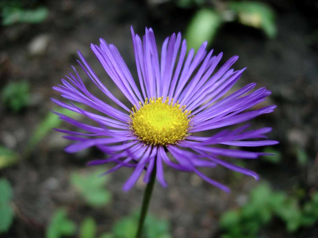 Purple Flower, Mt. Huron