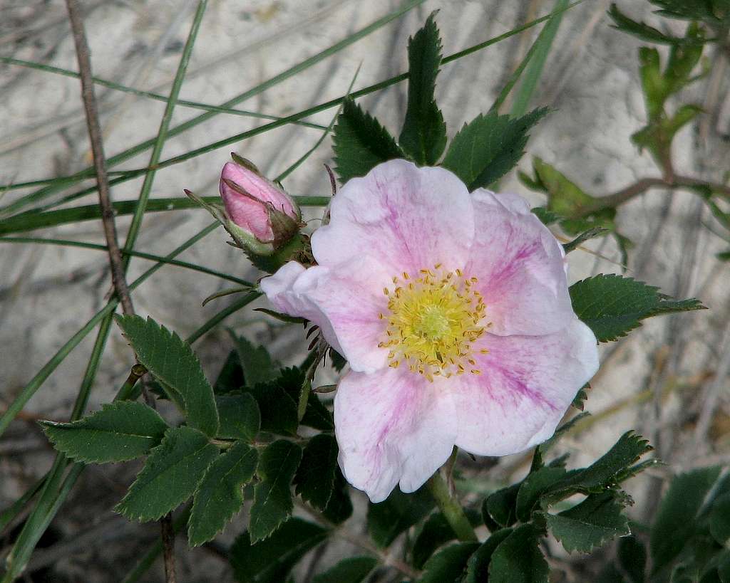 Rose - White Butte, ND