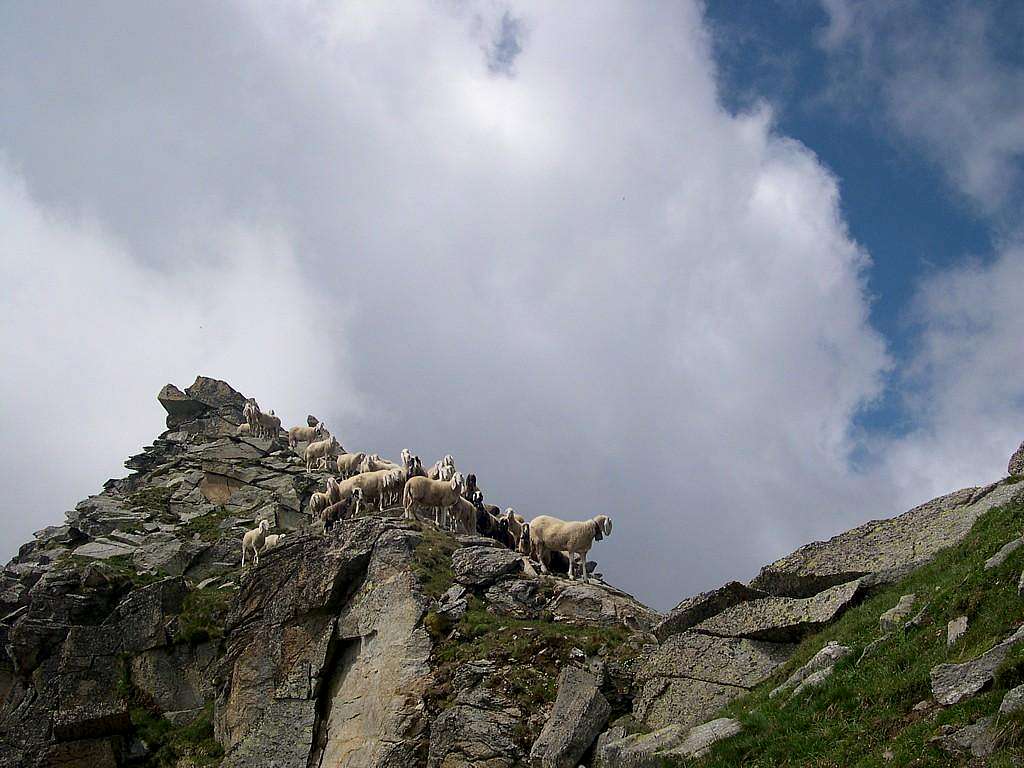 Reckless sheeps